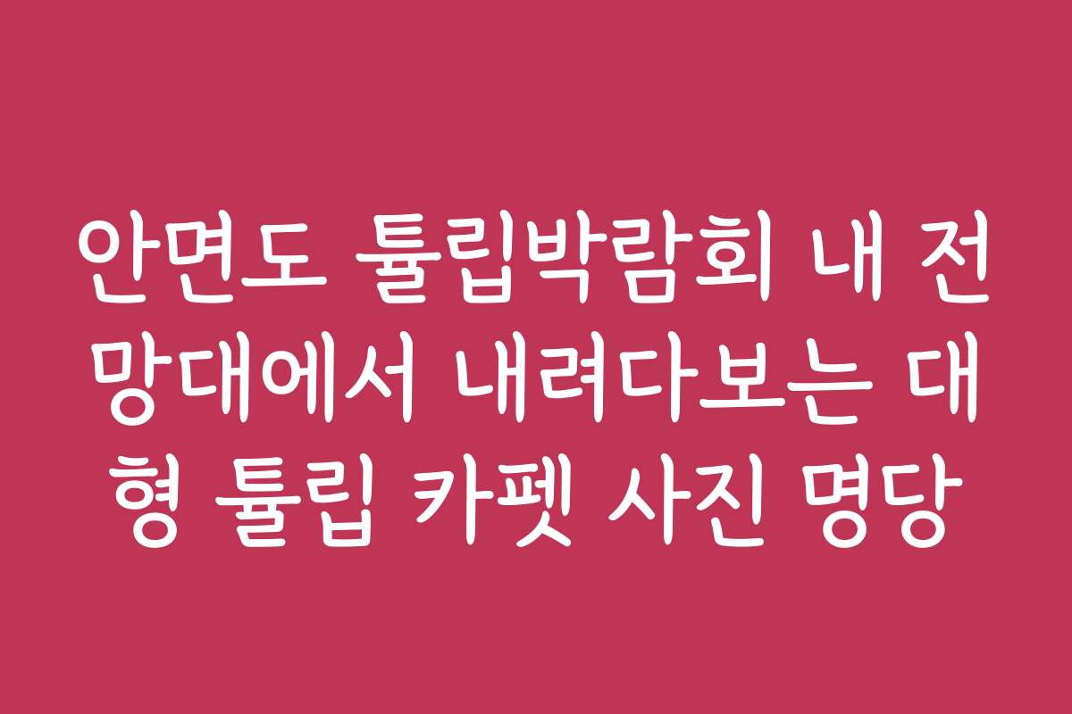 안면도 튤립박람회 내 전망대에서 내려다보는 대형 튤립 카펫 사진 명당