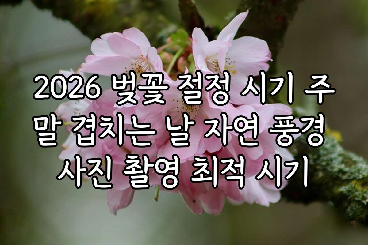 2026 벚꽃 절정 시기 주말 겹치는 날 자연 풍경 사진 촬영 최적 시기