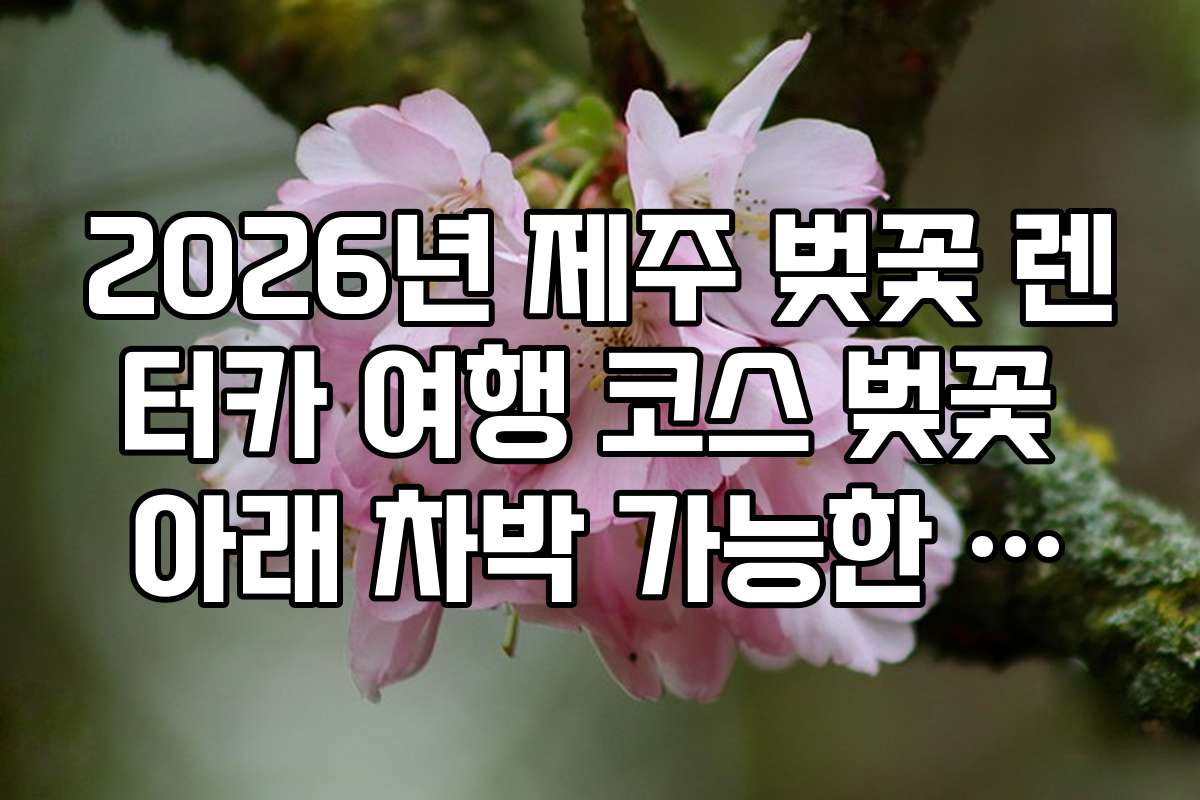 2026년 제주 벚꽃 렌터카 여행 코스 벚꽃 아래 차박 가능한 명당 자리
