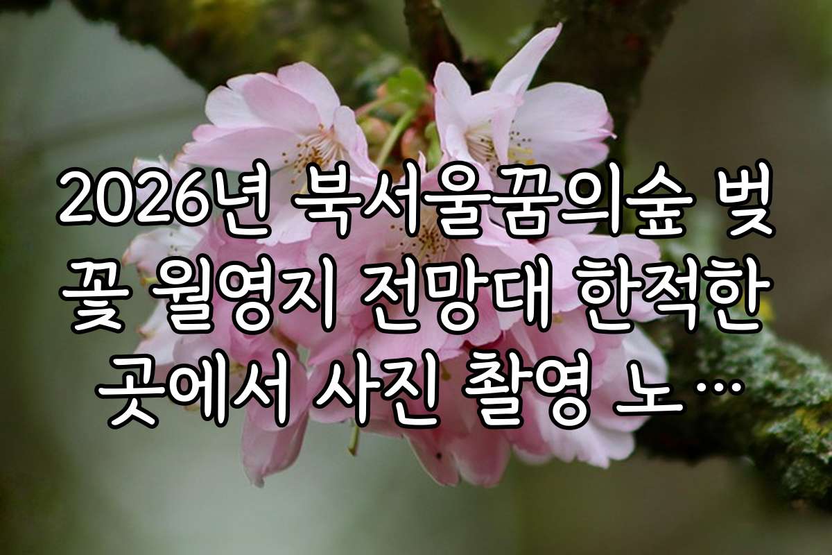 2026년 북서울꿈의숲 벚꽃 월영지 전망대 한적한 곳에서 사진 촬영 노하우와 최적 포인트