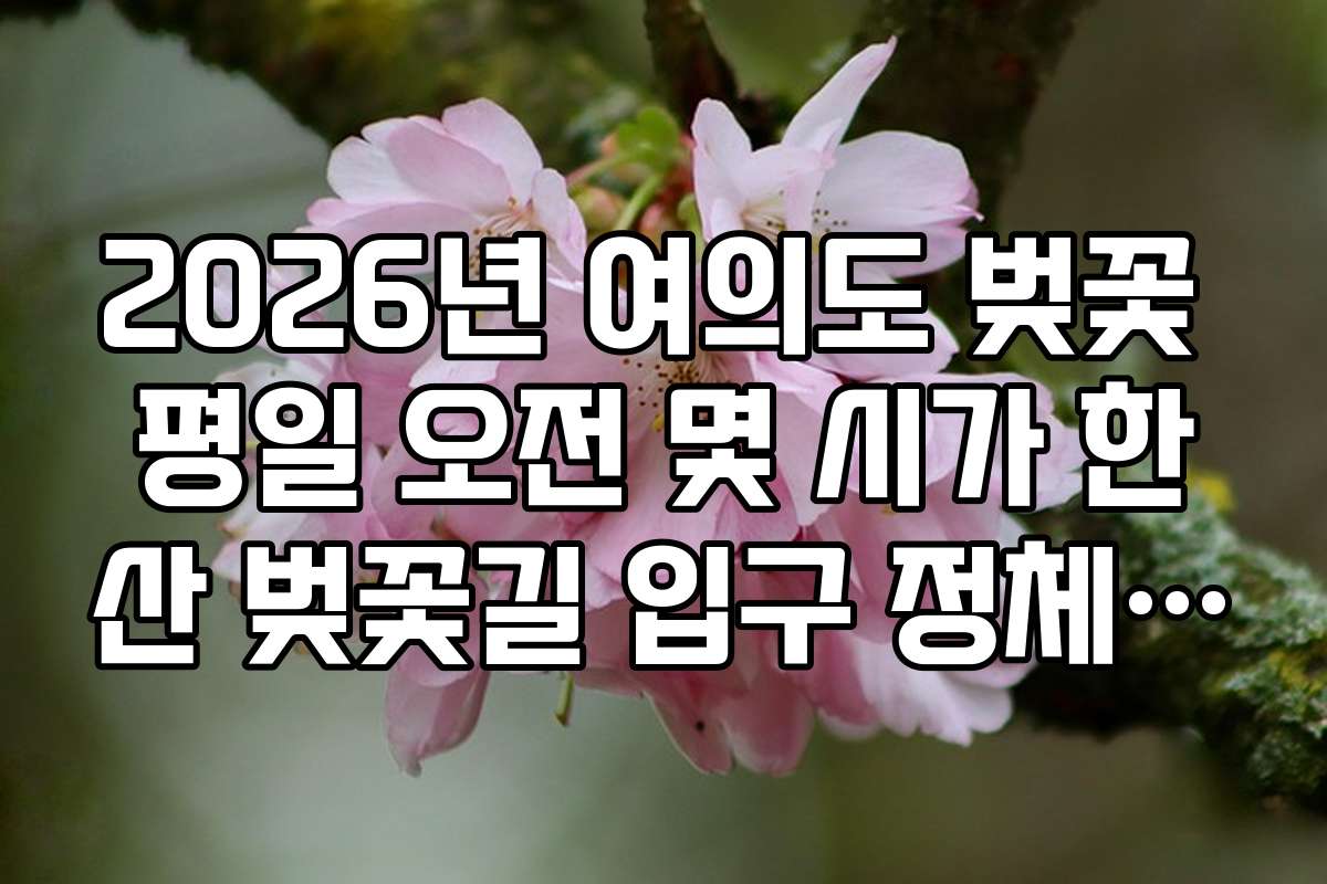 2026년 여의도 벚꽃 평일 오전 몇 시가 한산 벚꽃길 입구 정체 시간