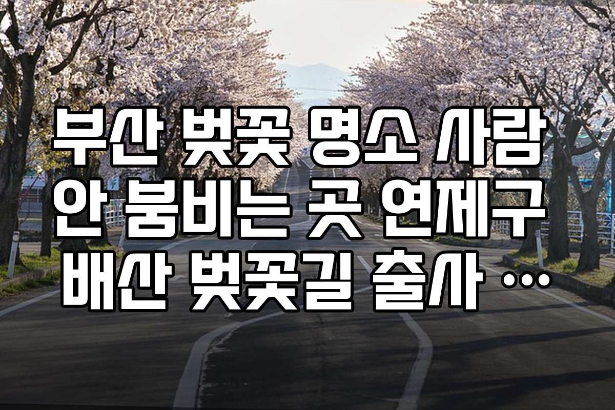 부산 벚꽃 명소 사람 안 붐비는 곳 연제구 배산 벚꽃길 출사 포인트