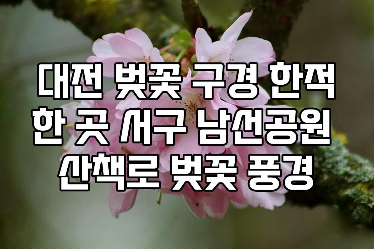 대전 벚꽃 구경 한적한 곳 서구 남선공원 산책로 벚꽃 풍경