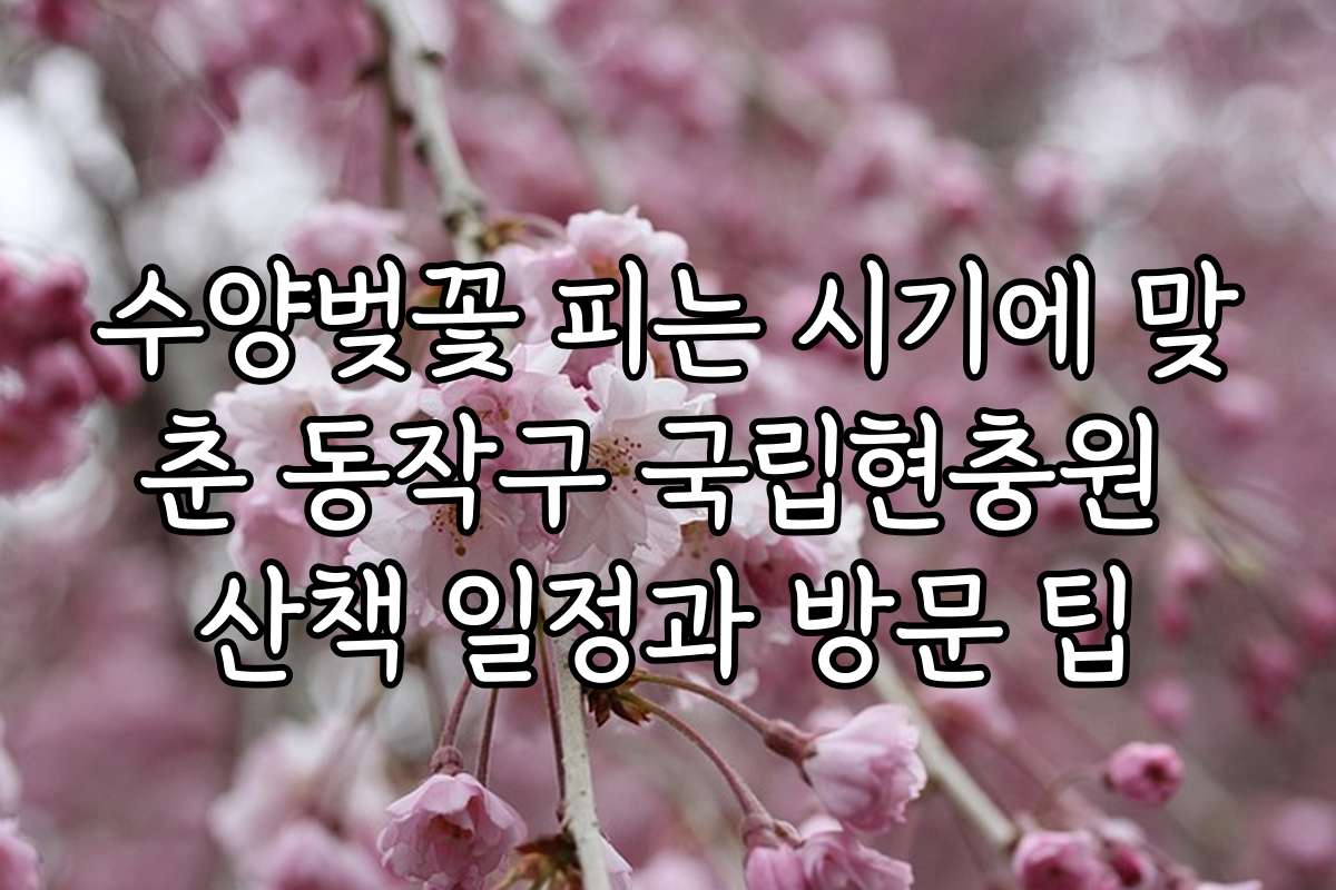 수양벚꽃 피는 시기에 맞춘 동작구 국립현충원 산책 일정과 방문 팁