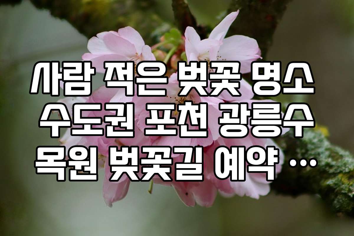 사람 적은 벚꽃 명소 수도권 포천 광릉수목원 벚꽃길 예약 방법