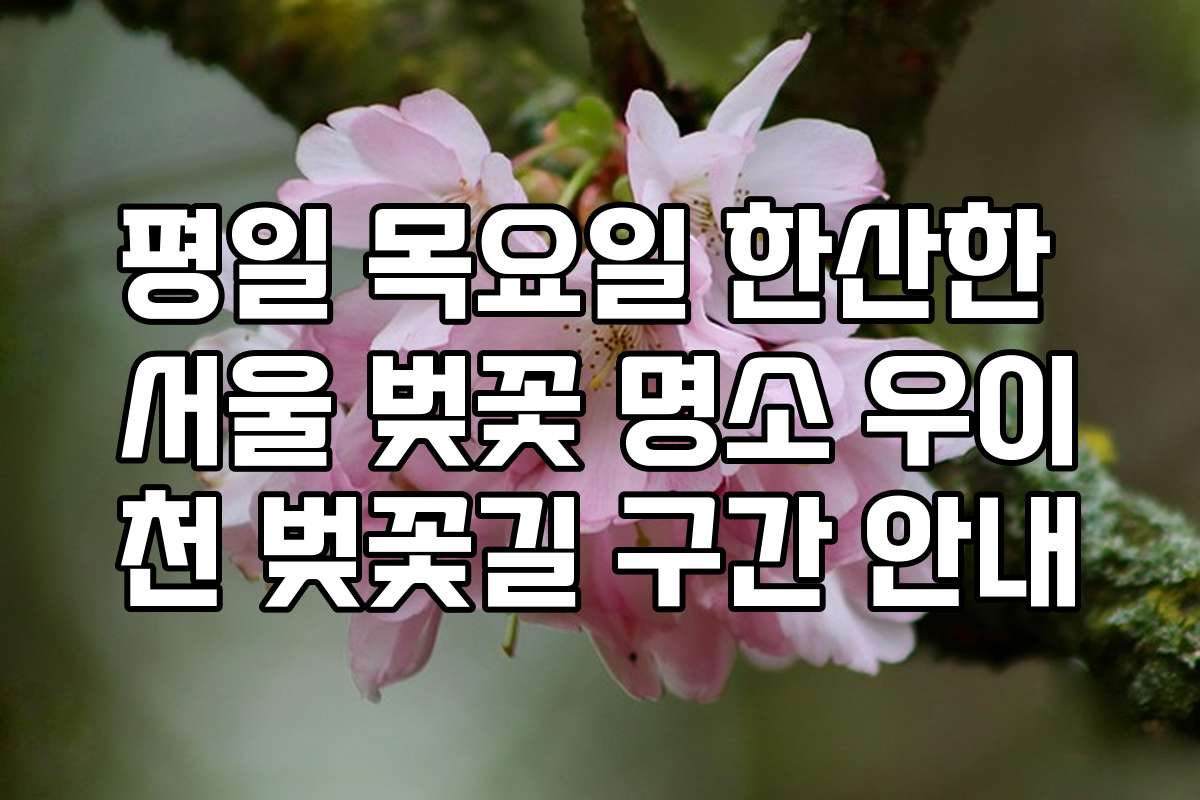 평일 목요일 한산한 서울 벚꽃 명소 우이천 벚꽃길 구간 안내