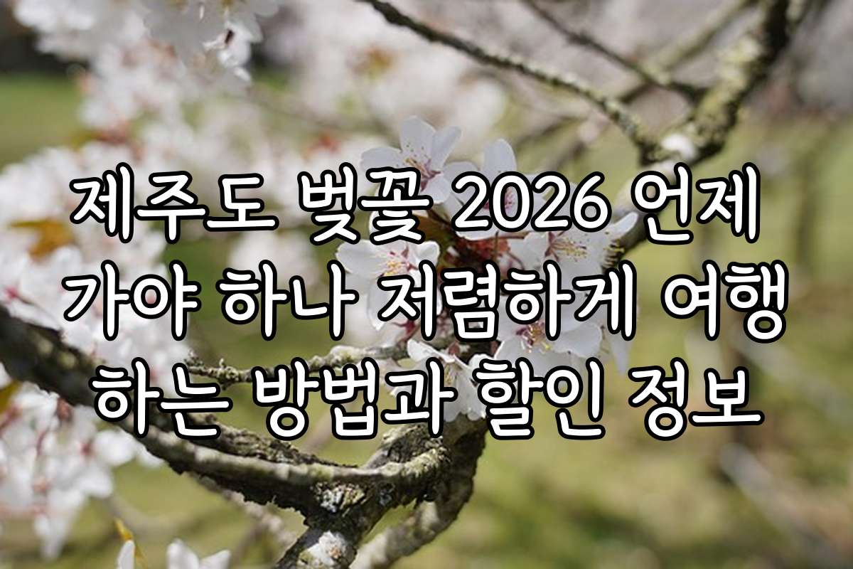 제주도 벚꽃 2026 언제 가야 하나 저렴하게 여행하는 방법과 할인 정보