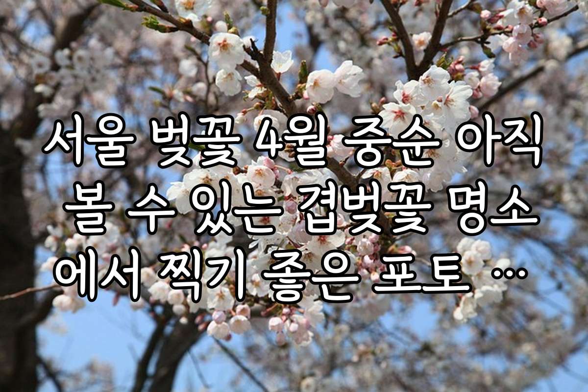 서울 벚꽃 4월 중순 아직 볼 수 있는 겹벚꽃 명소에서 찍기 좋은 포토 스팟과 촬영 팁