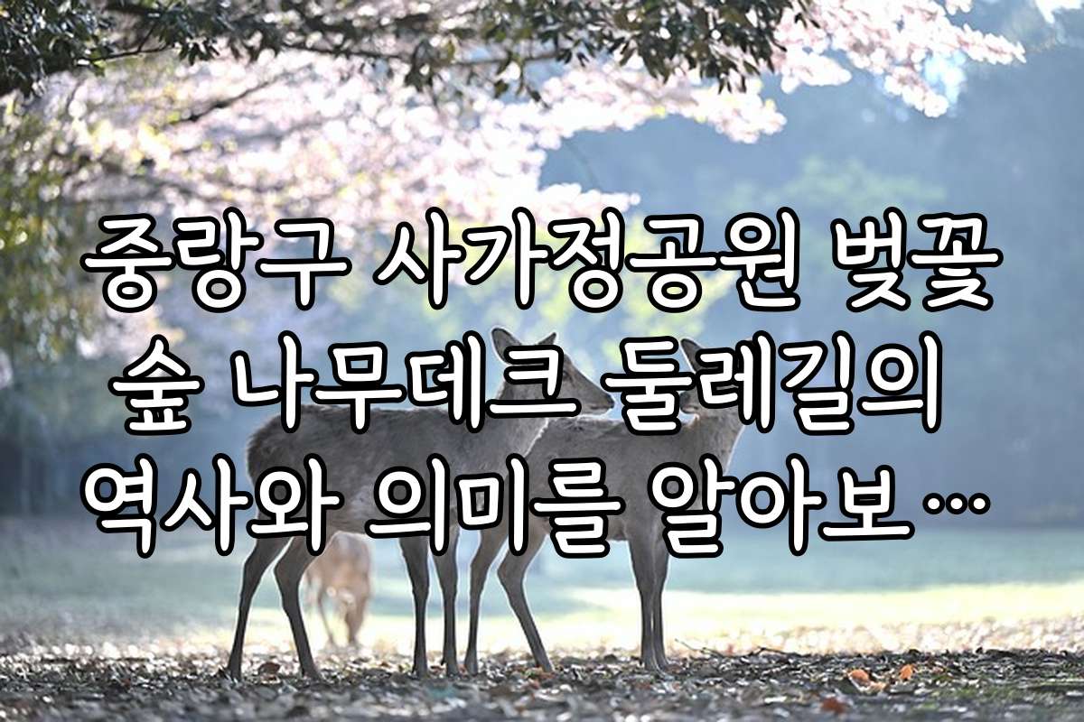 중랑구 사가정공원 벚꽃숲 나무데크 둘레길의 역사와 의미를 알아보는 시간