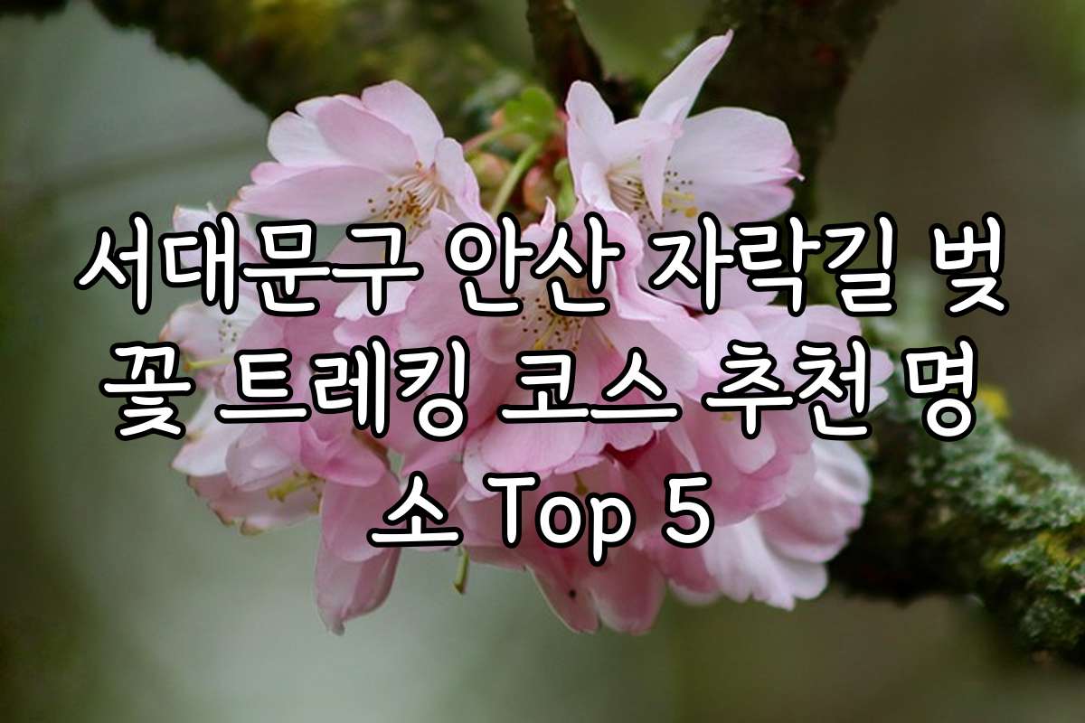 서대문구 안산 자락길 벚꽃 트레킹 코스 추천 명소 Top 5
