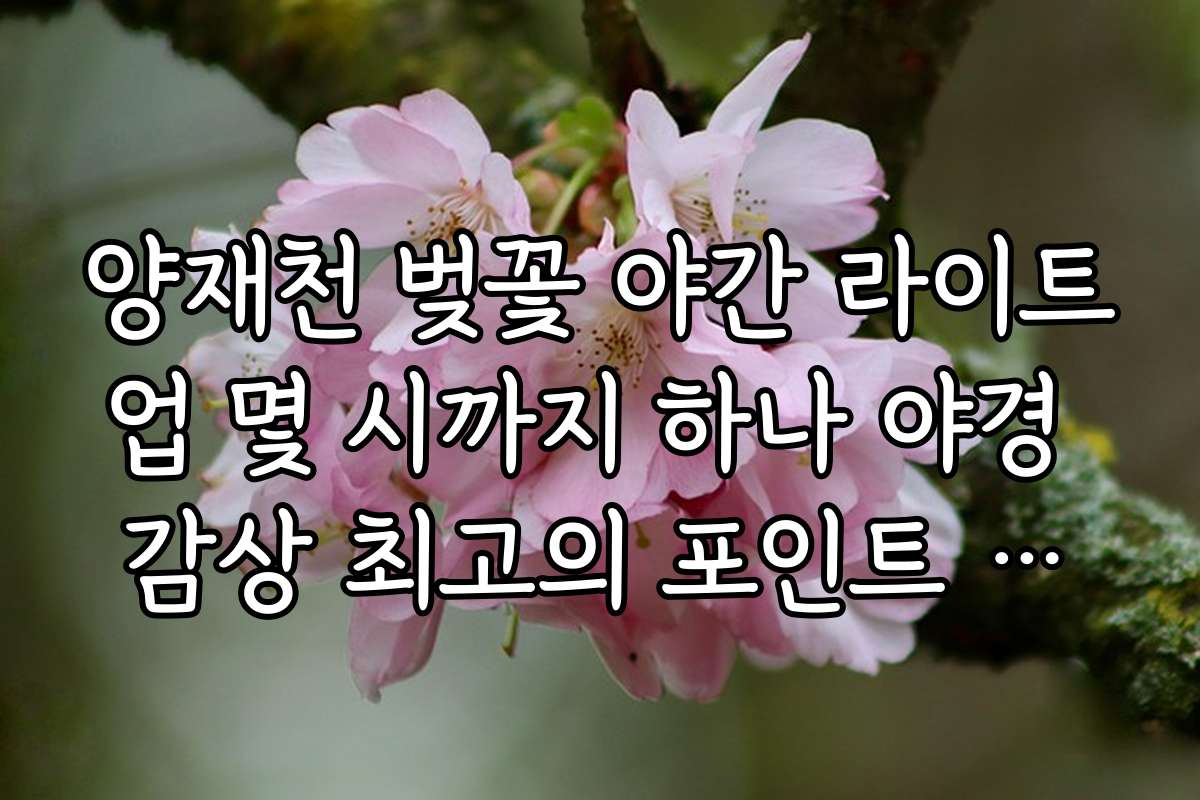양재천 벚꽃 야간 라이트업 몇 시까지 하나 야경 감상 최고의 포인트 안내