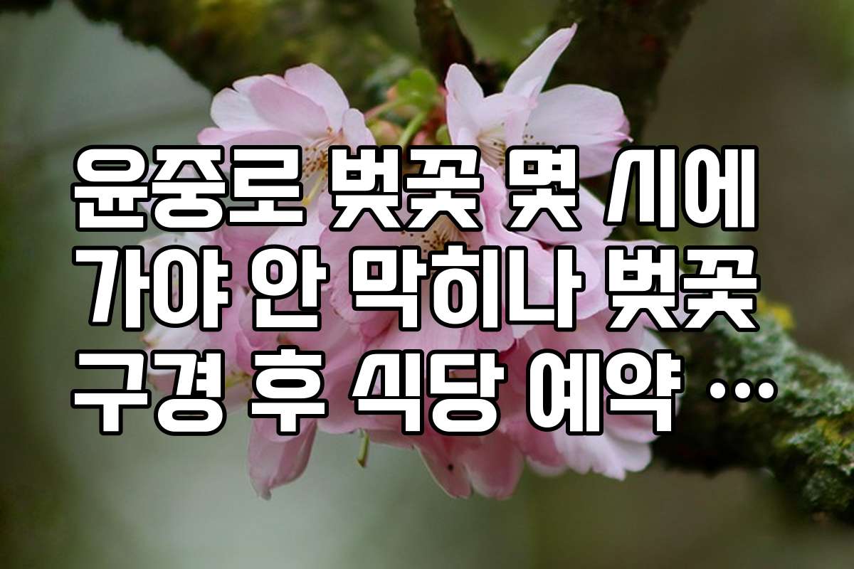 윤중로 벚꽃 몇 시에 가야 안 막히나 벚꽃 구경 후 식당 예약 시간
