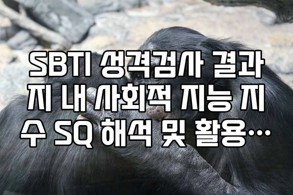 SBTI 성격검사 결과지 내 사회적 지능 지수 SQ 해석 및 활용 방법