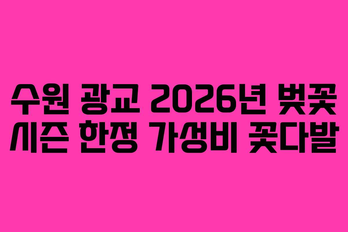 수원 광교 2026년 벚꽃 시즌 한정 가성비 꽃다발