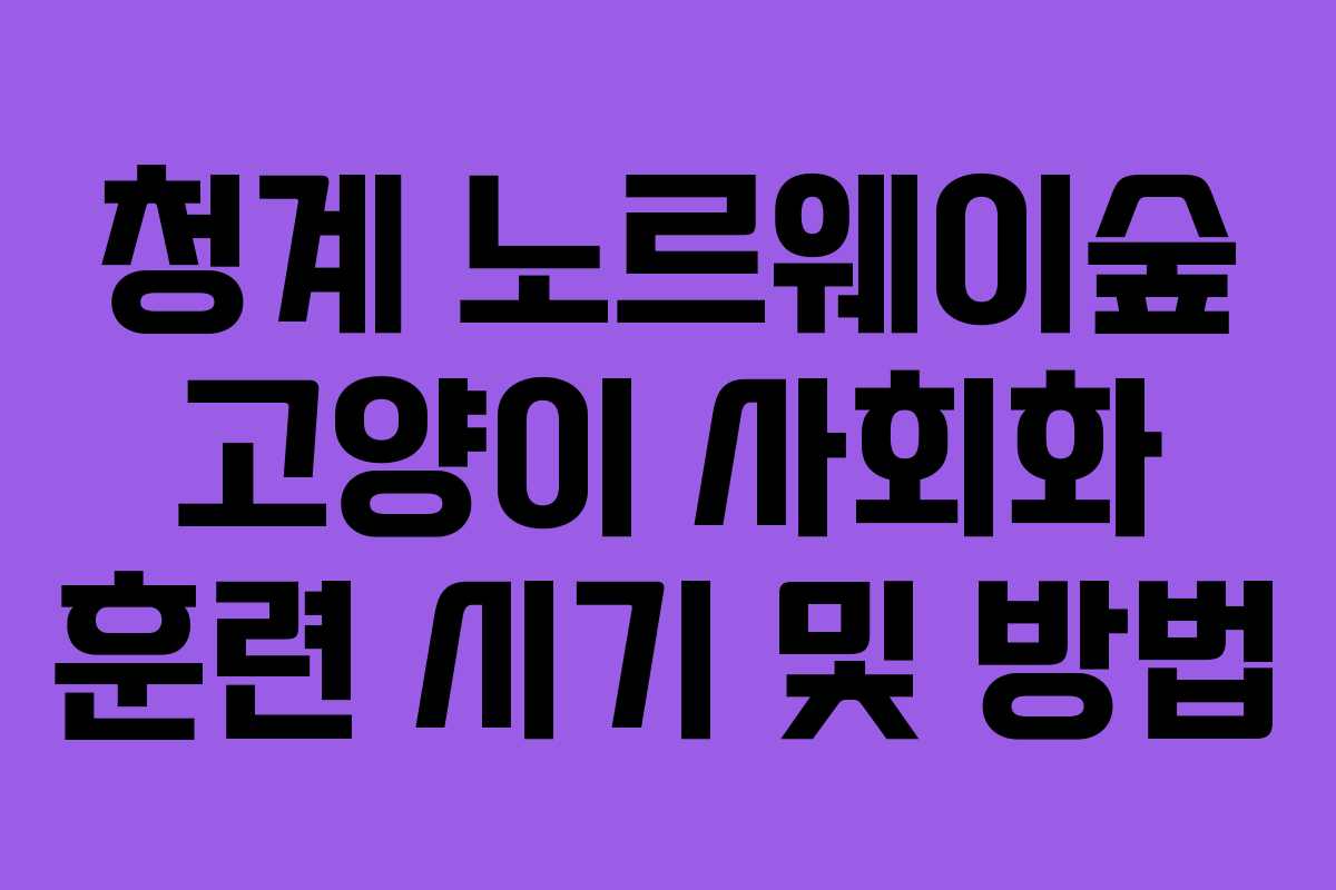 청계 노르웨이숲 고양이 사회화 훈련 시기 및 방법